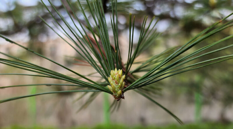 Nadelholz al Feuerholz