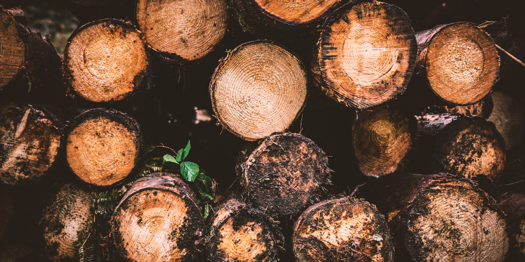 Nadelholz im Wald gestapelt